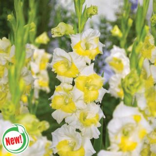 Bugle Boy Gladiolus Thumbnail